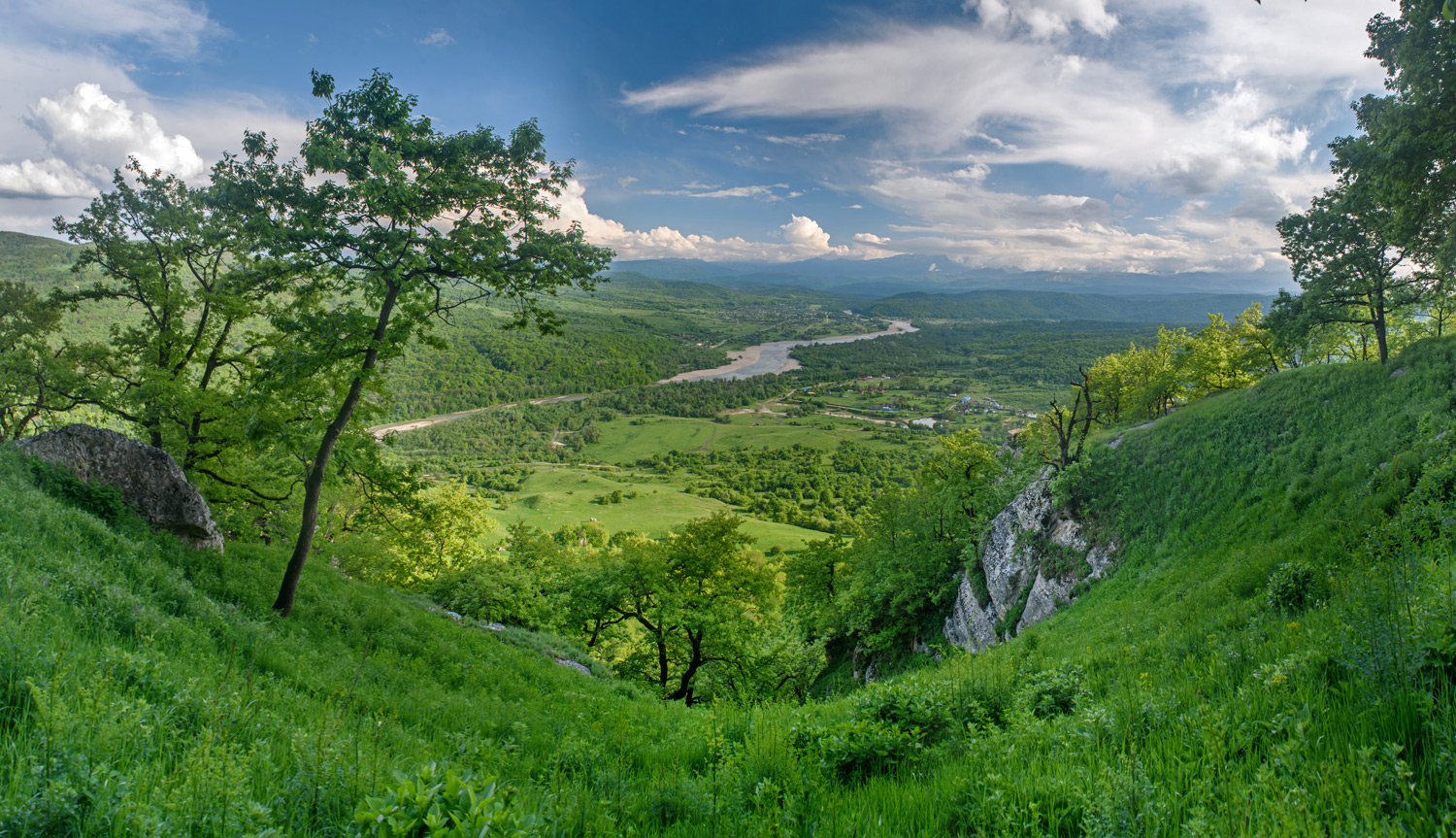 Берёзки